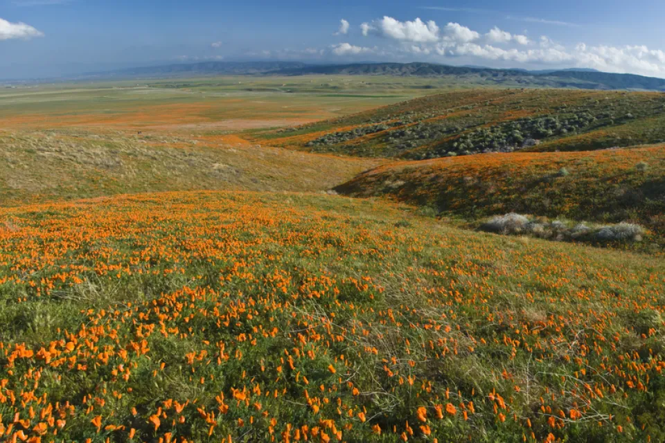 Antelope Valley, California